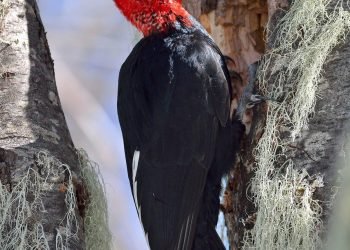 Secretos de un Carpintero para tu Hogar